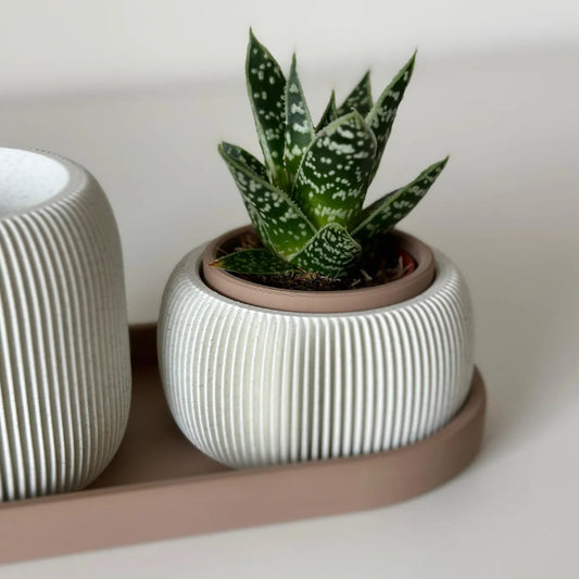 Trama Duo Armonia - Porta Caneta Com Vaso Suculenta